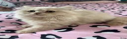 British Longhair cats for sale: Cream LH male  in Crewe - Advert 2