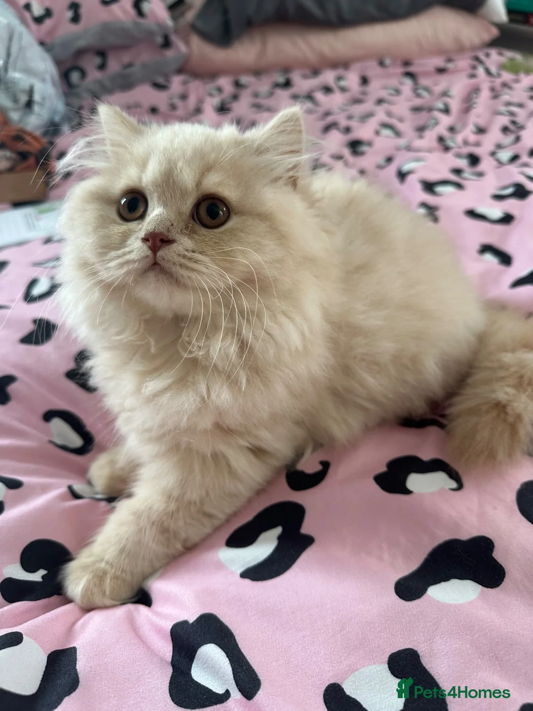 British Longhair cats for sale: Cream LH male  in Crewe - Advert 2