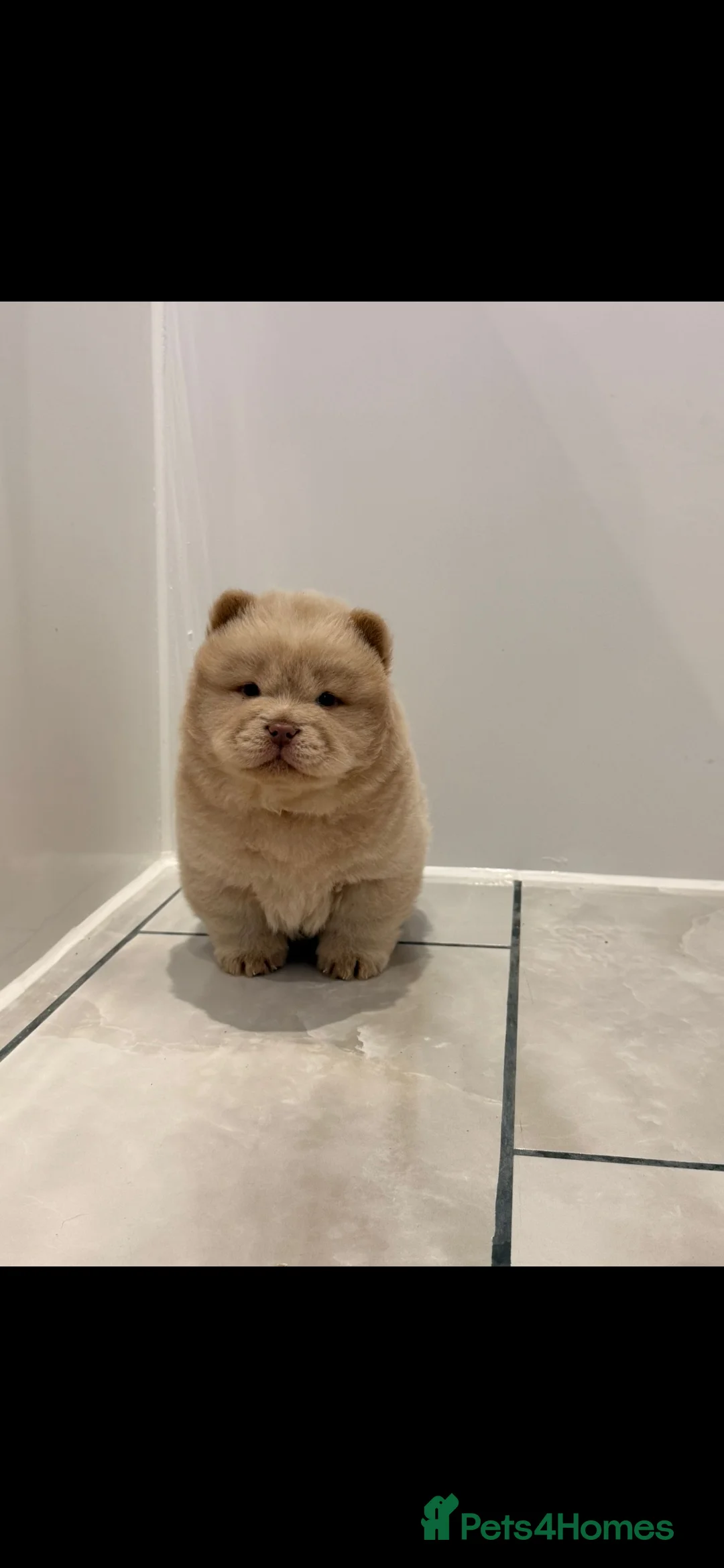 Chow Chow dogs for sale: READY TO LEAVE CHOW CHOW PUPS  - Advert 1