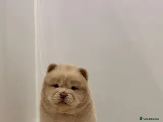 Chow Chow dogs READY TO LEAVE CHOW CHOW PUPS - Advert 3