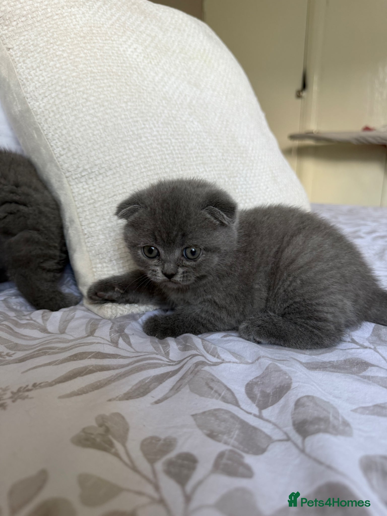 Scottish Fold cats Beautiful Scottish fold girls❤️  - Advert 9