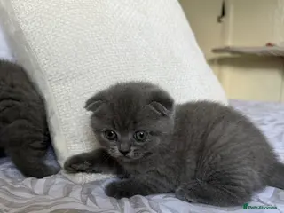Scottish Fold cats Beautiful Scottish fold girls❤️ - Advert 9