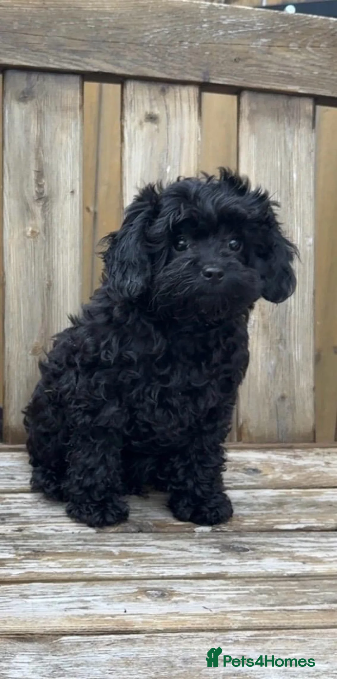 Cavapoo dogs for sale: Stunning F1 Toy Cavapoo girl - Advert 9