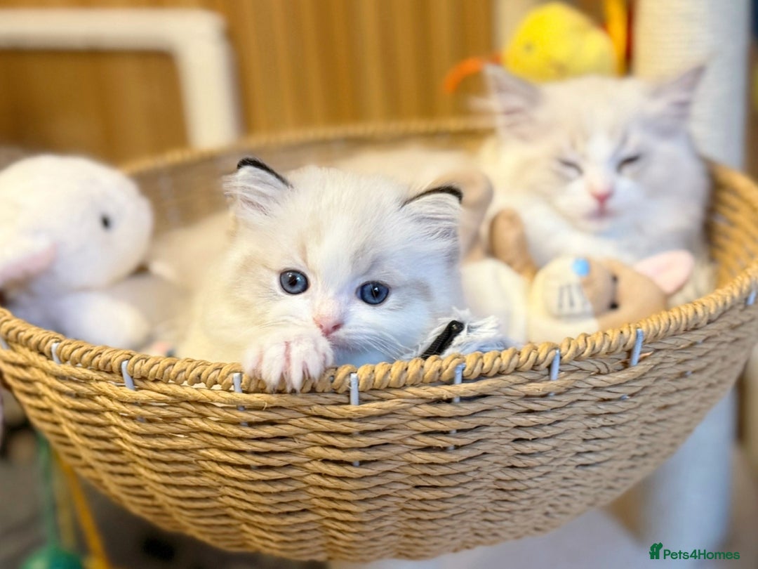 Ragdoll cats for sale: DNA Tested Ragdoll Kitten 1 Male Available  - Advert 14