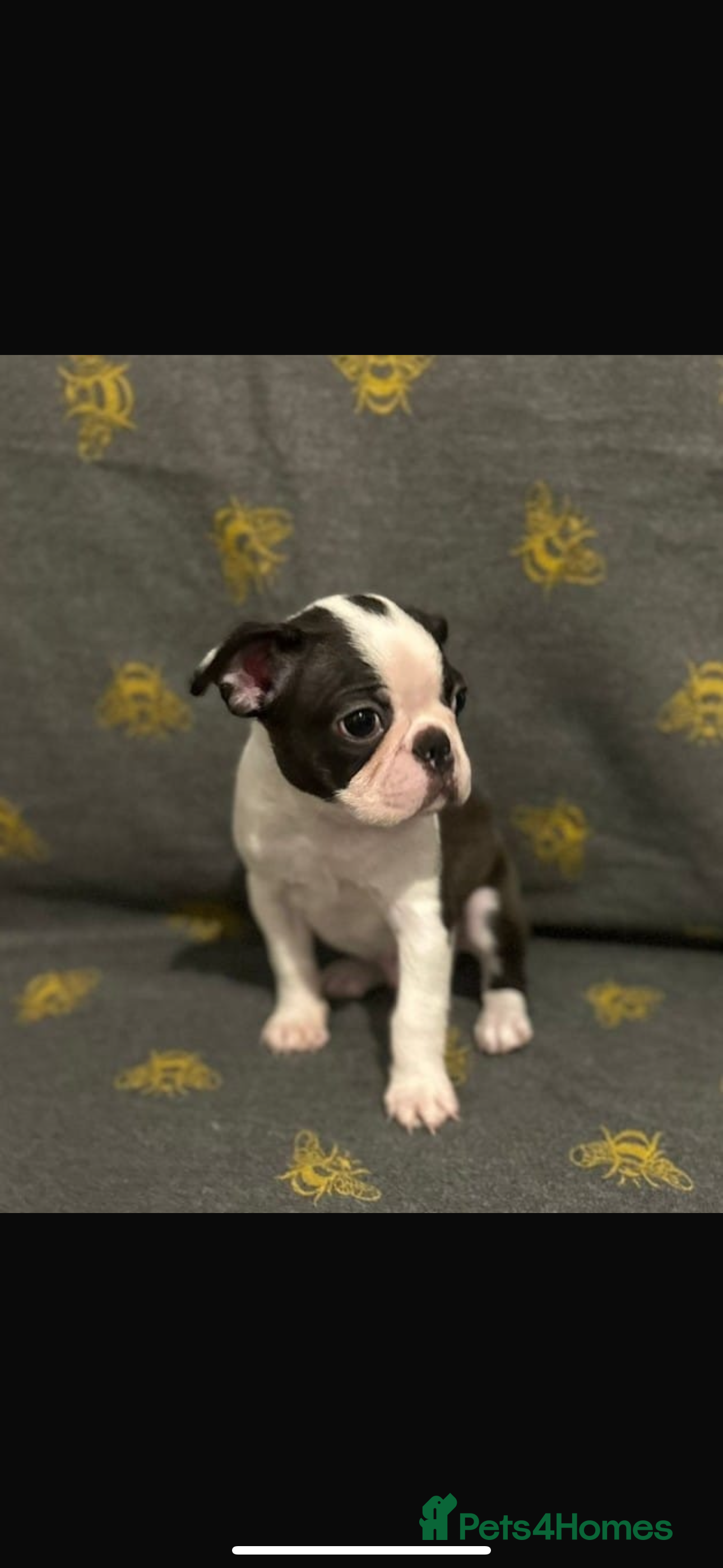 Boston Terrier dogs Boston Terrier Puppies  - Advert 2