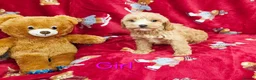 Cockapoo dogs for sale: ⚜️Pure Quality Cockapoos ⚜️ - Advert 15