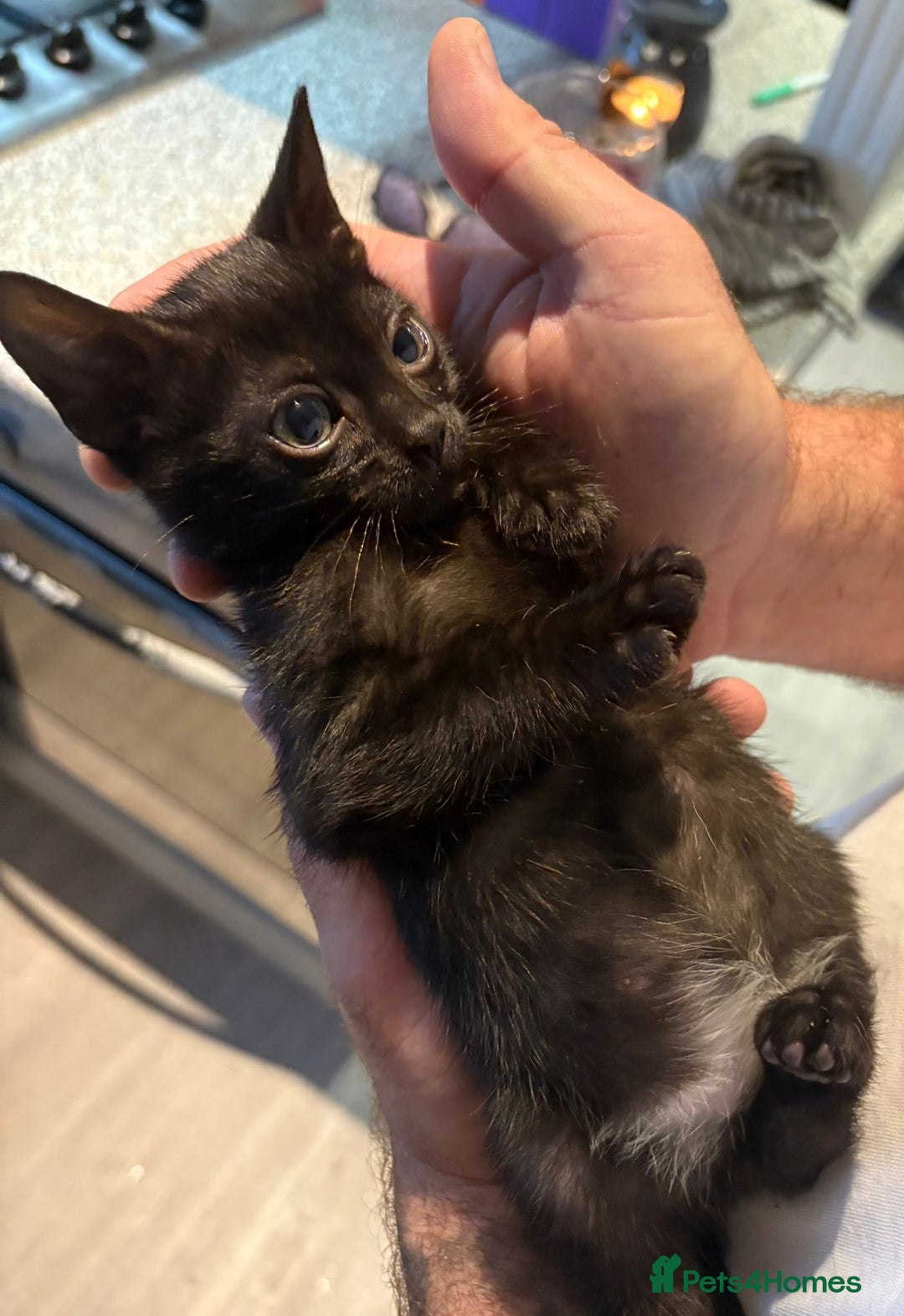 Bengal cats for sale: Black and charcoal Bengal kittens  - Image 14