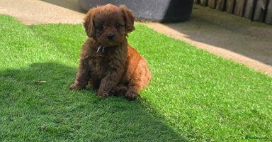 Cavapoo dogs - Advert 4