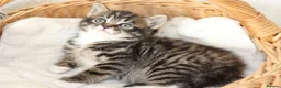 Mixed Breed cats for sale: Tabby Kittens Ready Soon - Advert 6