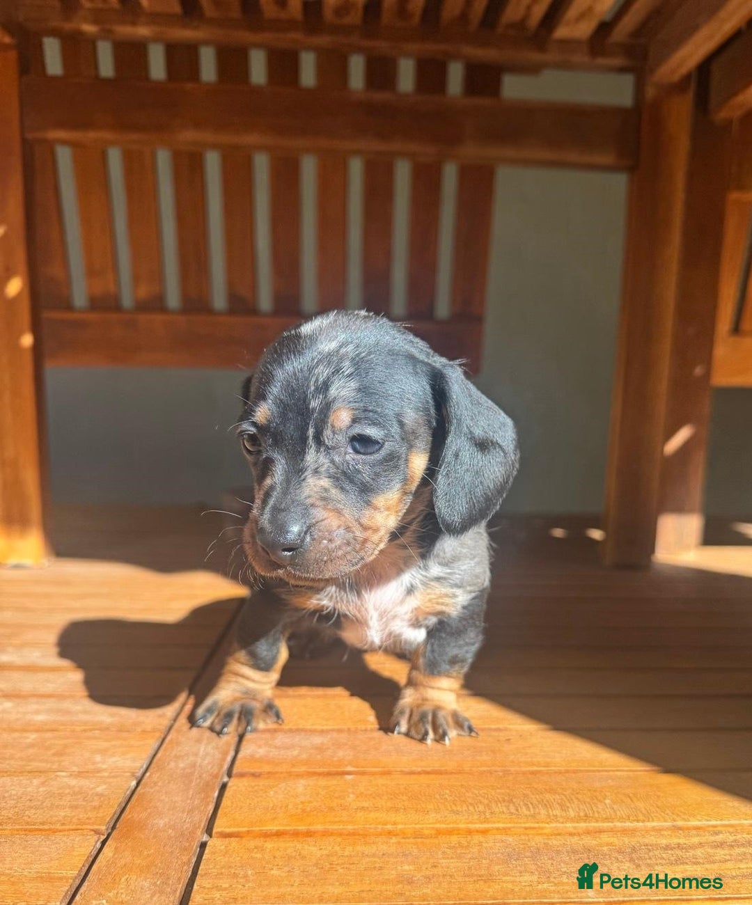 Miniature Dachshund dogs for sale: Friendly silver dapples mini dachschunds pups - Image 4