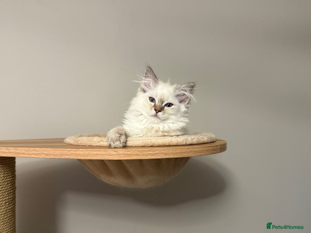 Ragdoll cats for sale: *REDUCED*GCCF Registered Ragdolls Blue/Seal/Lynx - Image 4