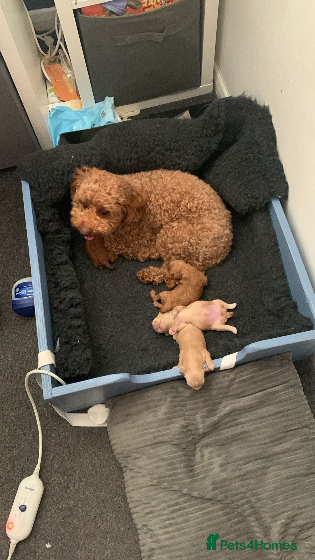 Maltipoo dogs for sale: Maltipoo puppies - Image 4