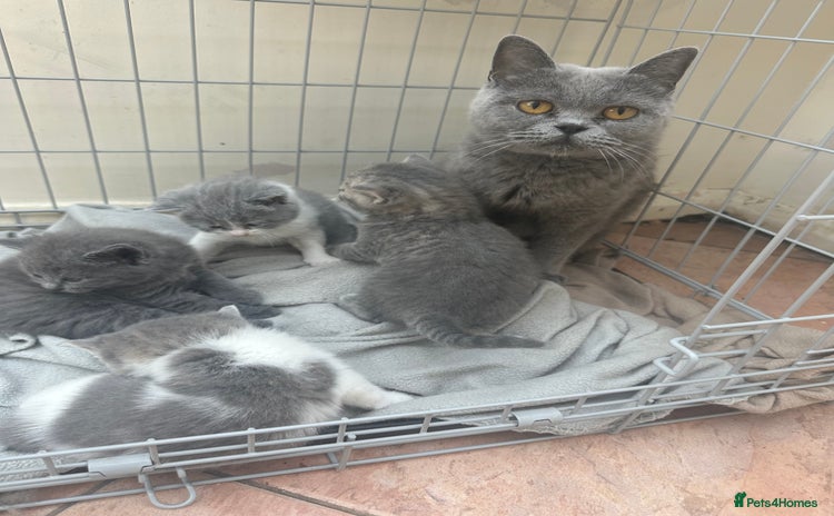 British Shorthair cats - Advert 14