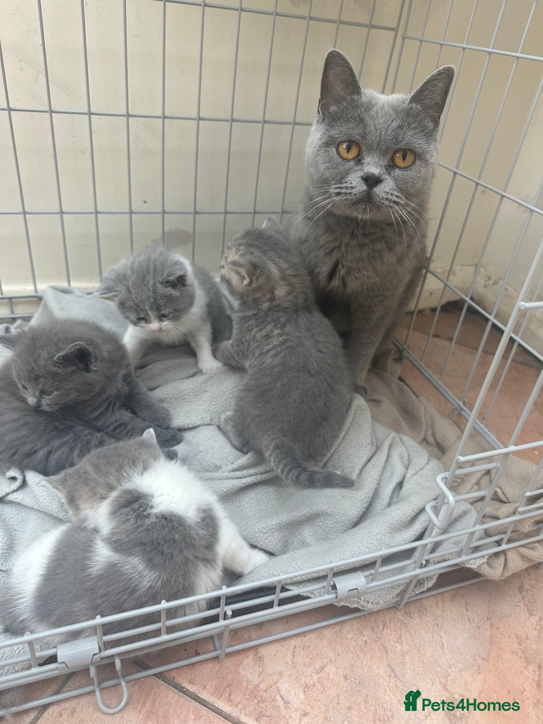 British Shorthair cats for sale: British shorthair cross - Image 1