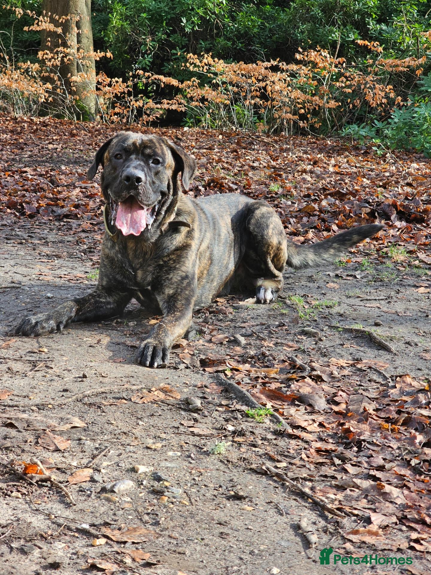 Cane Corso dogs for sale: Male Cane Corso 5 years old  - Advert 2
