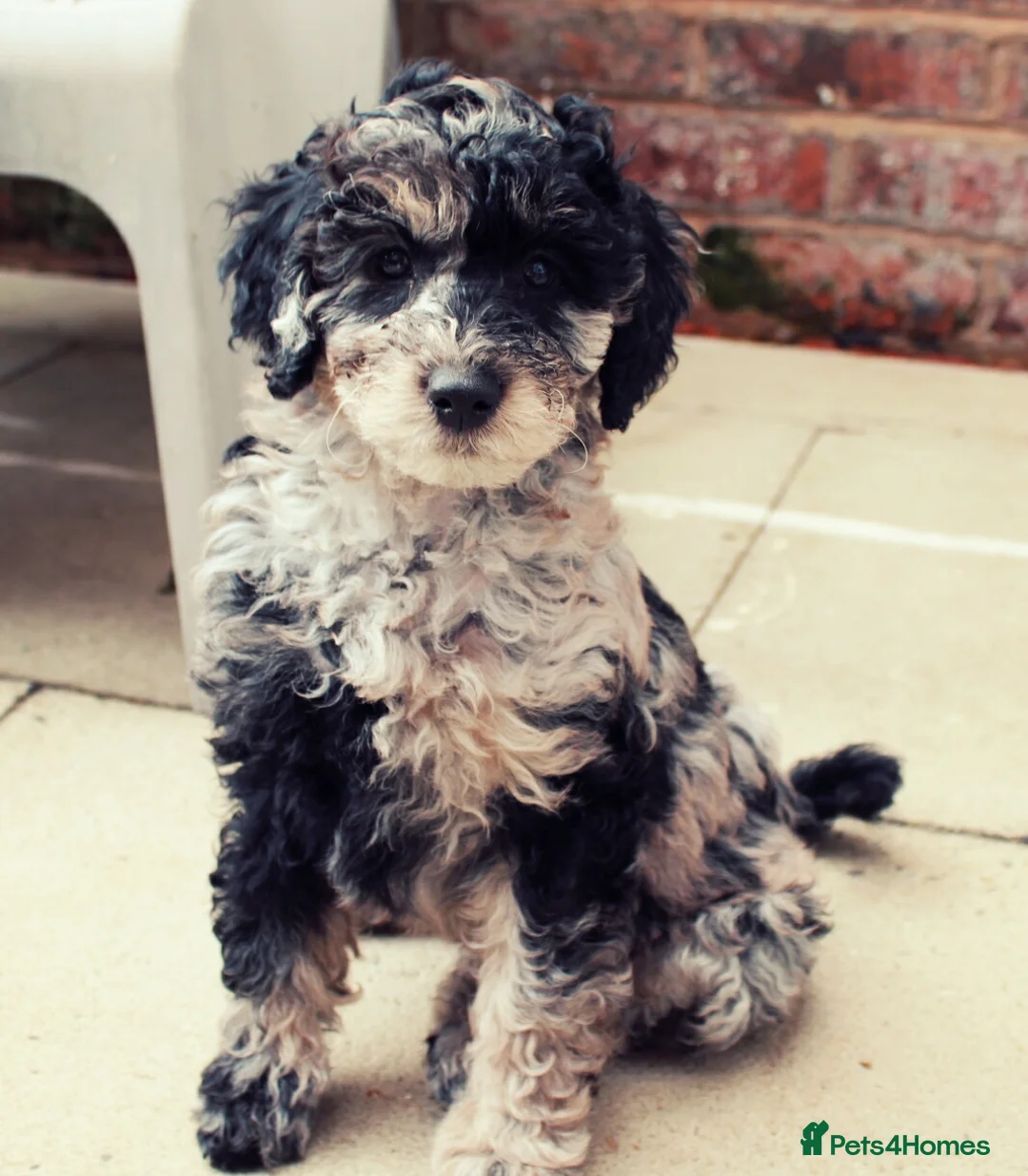 Labradoodle dogs for sale: F7 Australian Labradoodle Stunning Girl - Advert 2