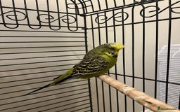 Budgerigars birds for sale: Exhibition yellow face male and breeder female - Image 2