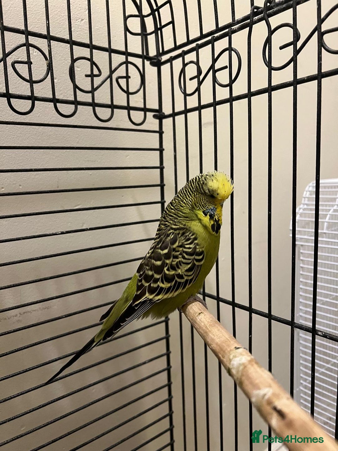 Budgerigars birds for sale: Exhibition yellow face male and breeder female - Image 2