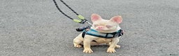 French Bulldog dogs for sale: French bulldog - Advert 5