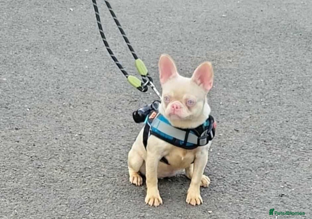 French Bulldog dogs for sale: French bulldog - Advert 5