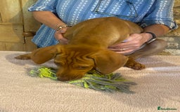 Rhodesian Ridgeback dogs for sale: LADYLIUWA KC REG. LITTER: LAST TWO PUPS FOR SALE in Grantham - Image 35