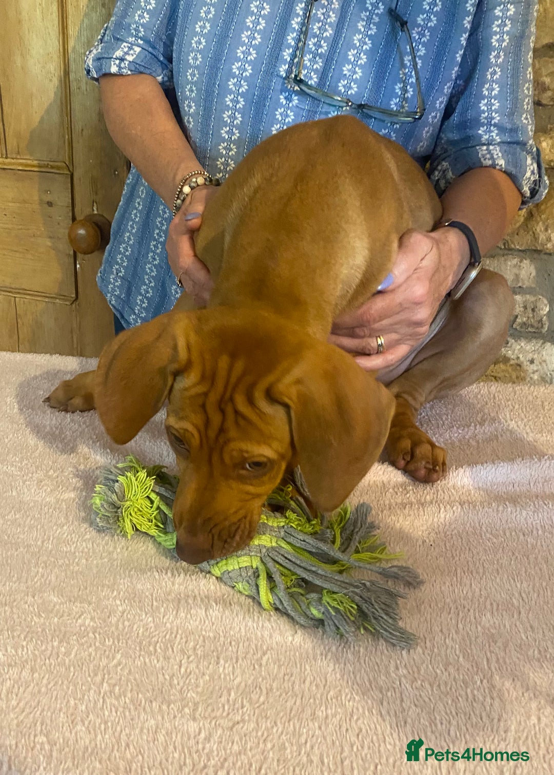 Rhodesian Ridgeback dogs for sale: LADYLIUWA KC REG. LITTER: LAST TWO PUPS FOR SALE in Grantham - Image 35