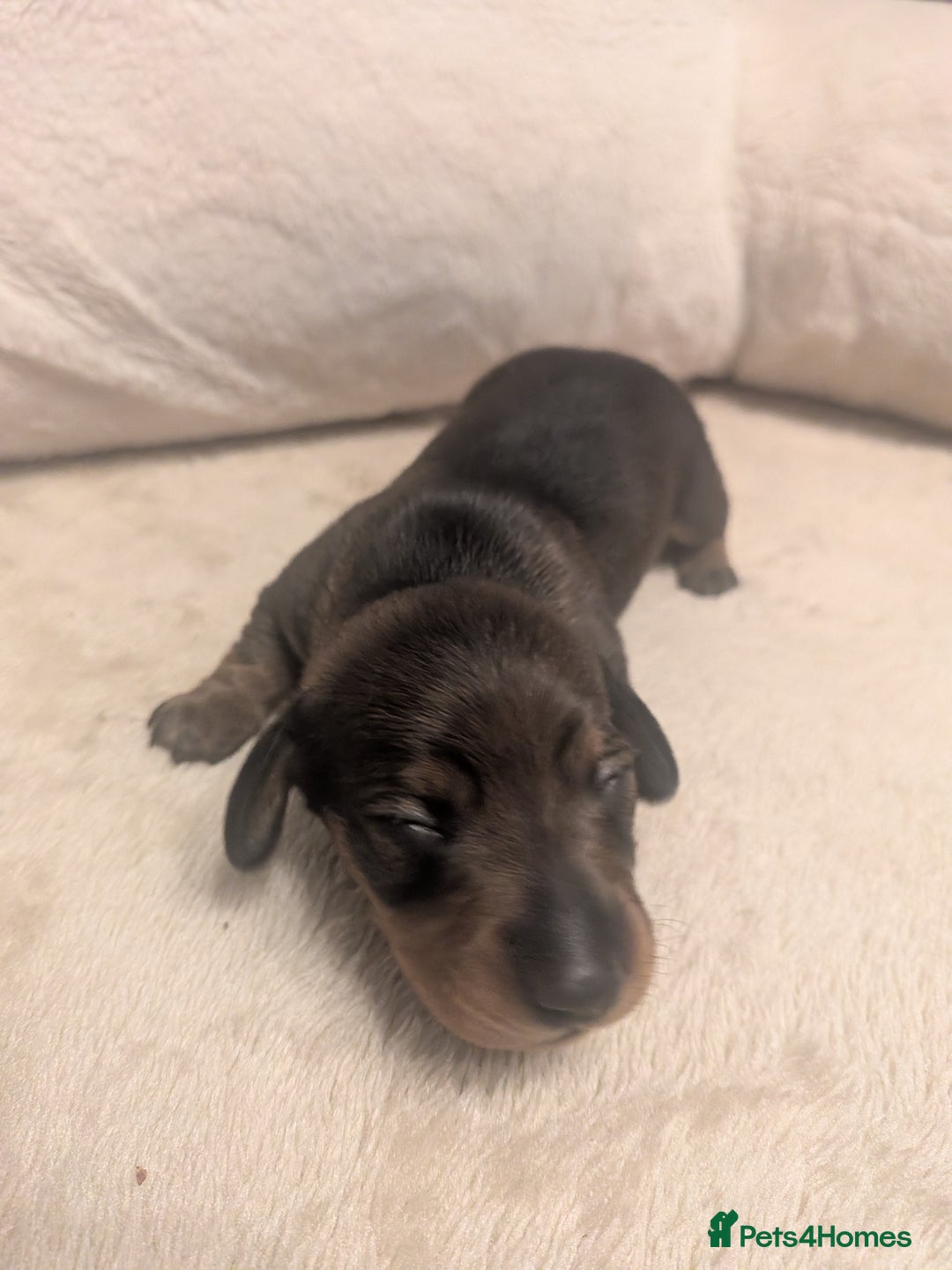 Dachshund dogs for sale: Dachshund puppies  - Advert 25