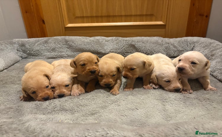 Labrador Retriever dogs - Advert 1