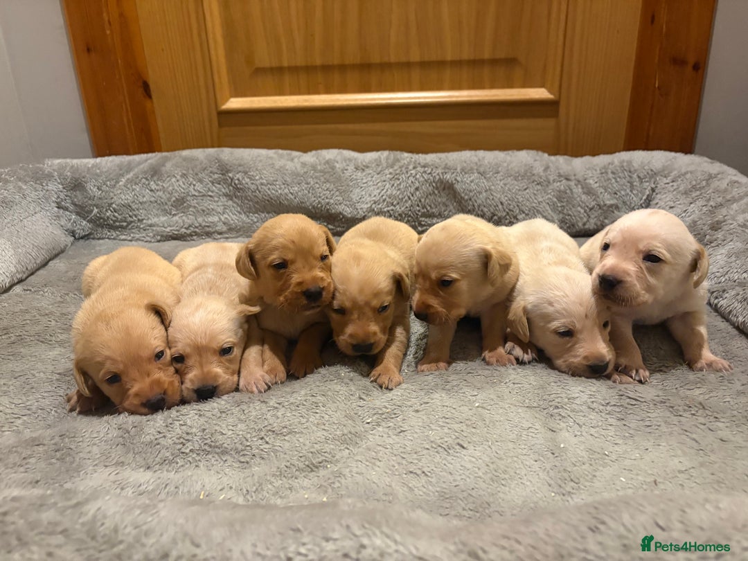 Labrador Retriever dogs for sale: KC Yellow Labradors - Image 1