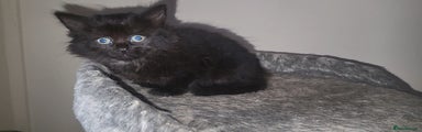 Mixed Breed Kitten 4