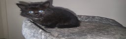 Mixed Breed cats for sale: Long-haired Mixed Breed Kittens £65-£95 - Advert 4