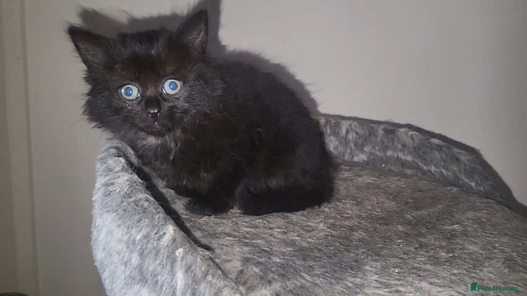 Mixed Breed cats for sale: Long-haired Mixed Breed Kittens £65-£95 - Advert 4