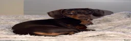 Dachshund dogs for sale: Winnie  in Middlesbrough - Advert 5