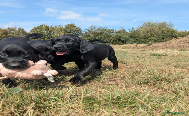 Labrador Retriever dogs - Advert 8