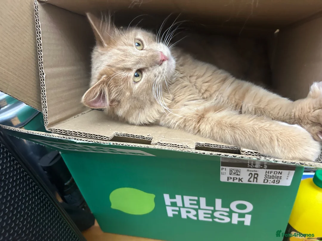 Mixed Breed cats for sale: Lion  in Birmingham - Advert 14