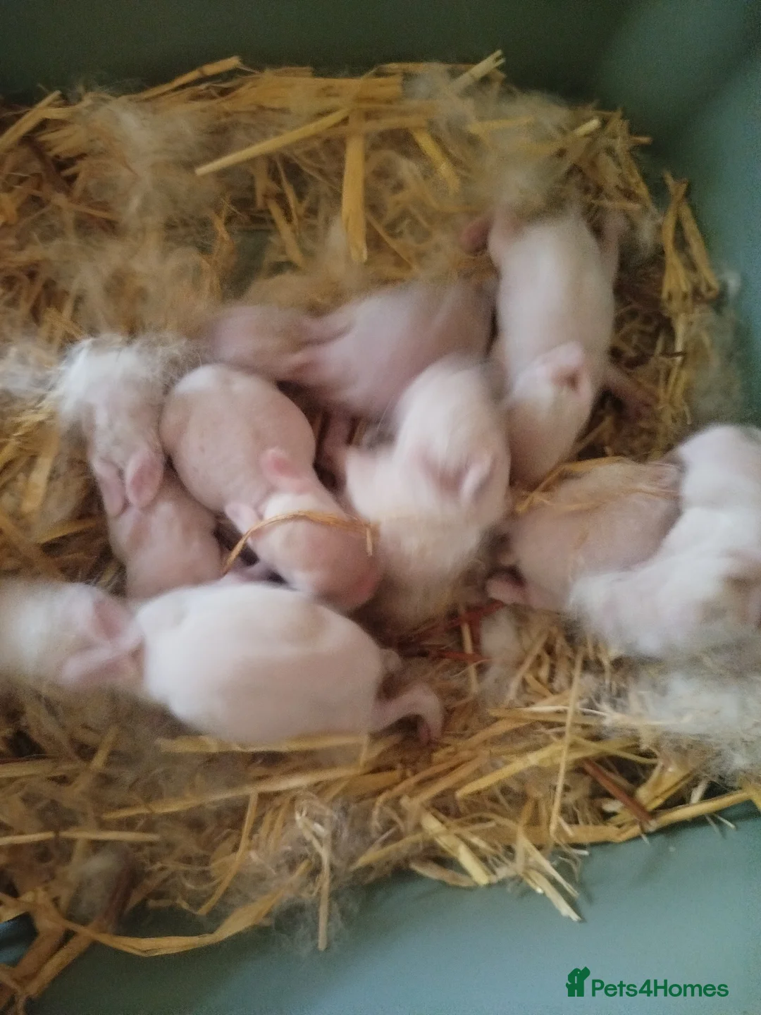 Californian rabbits for sale: White Californian Rabbits – Ready Soon 🐇 - Advert 2