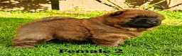 Chow Chow dogs for sale: Crufts and European champions litter  - Advert 25