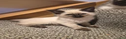 Ragdoll cats for sale: 3 REMAINING Gorgeous blue and seal ragdoll kittens - Advert 7