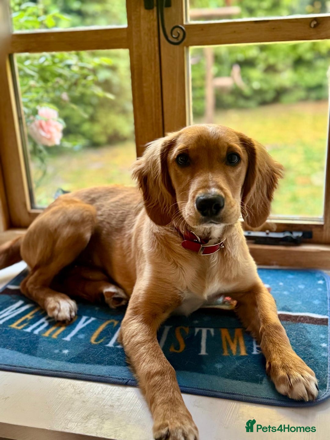 Mixed Breed dogs for sale: Lovely boy is looking for a new home - Advert 9