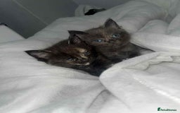 Bengal cats for sale: Beautiful bengal cross kittens ready to leave - Image 6