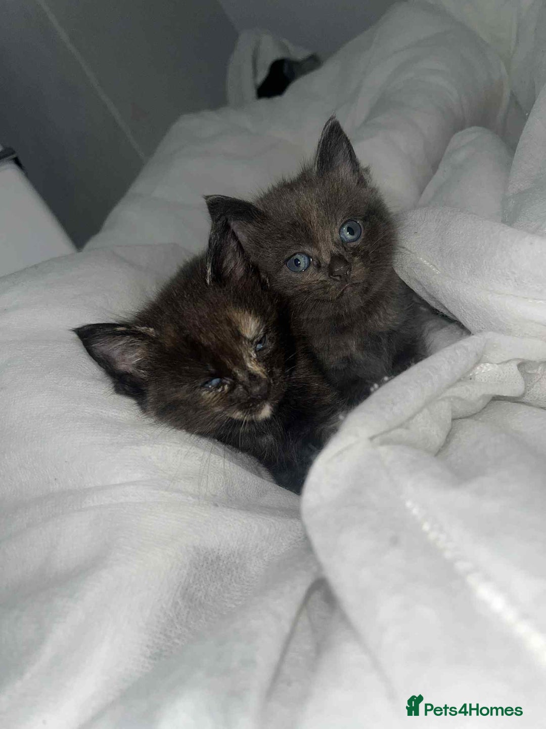 Bengal cats for sale: Beautiful bengal cross kittens ready to leave - Image 6