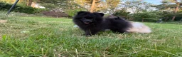 Pomeranian dogs for sale: Beautiful black Pomeranian 6 months old female - Advert 7