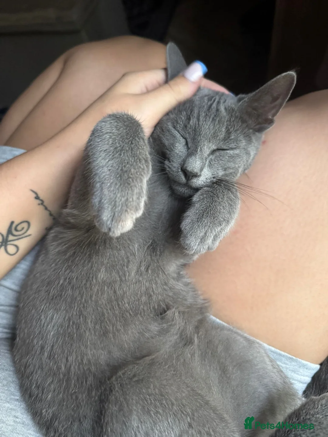 Russian Blue cats for sale: Retired queen, Russian blue cat for sale - Advert 10