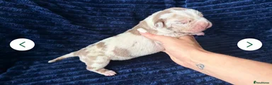 Cane Corso white Merle 