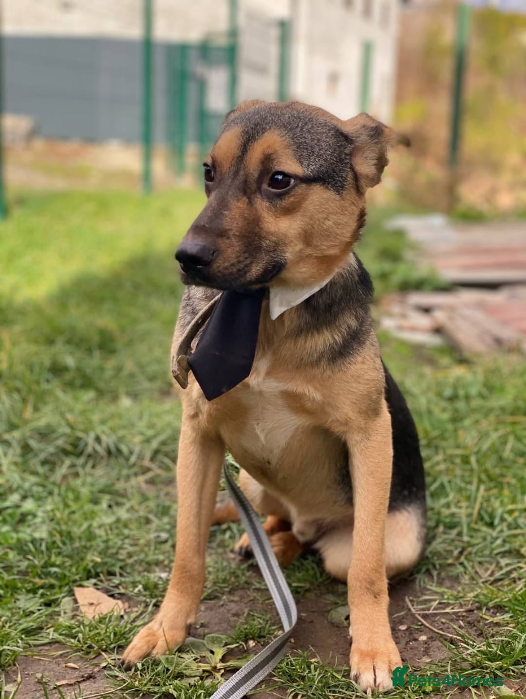Mixed Breed dogs for adoption: 💙🐶 MOZART 🐶💙 - Advert 15