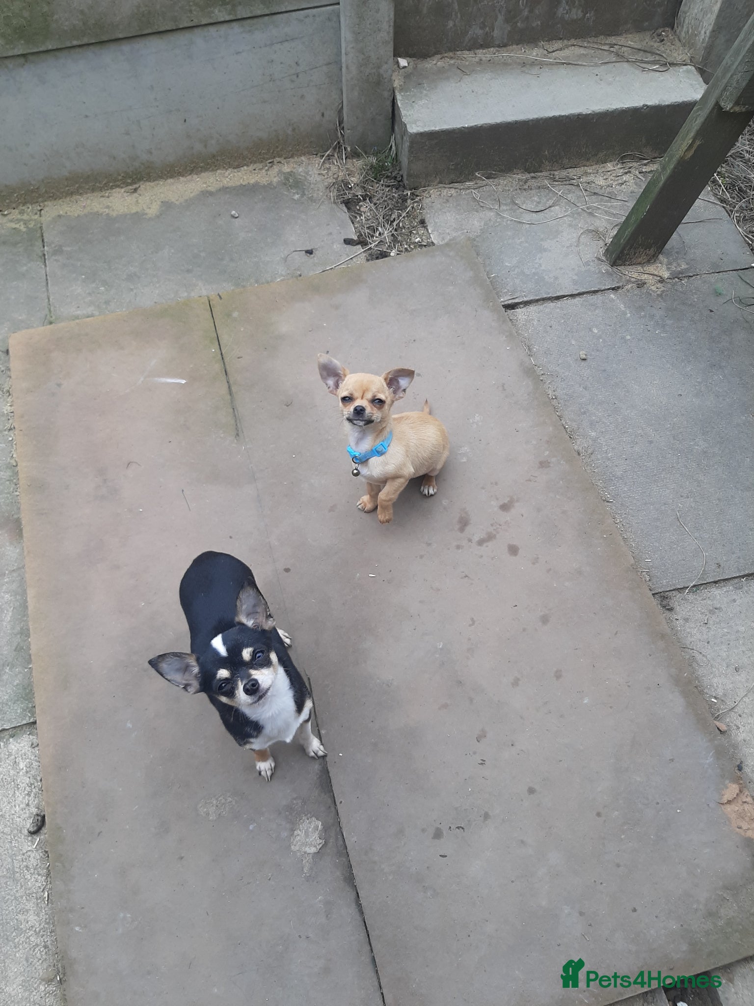 Chihuahua dogs Tiny Chihuahua puppy for sale  - Advert 15