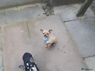 Chihuahua dogs Tiny Chihuahua puppy for sale - Advert 15