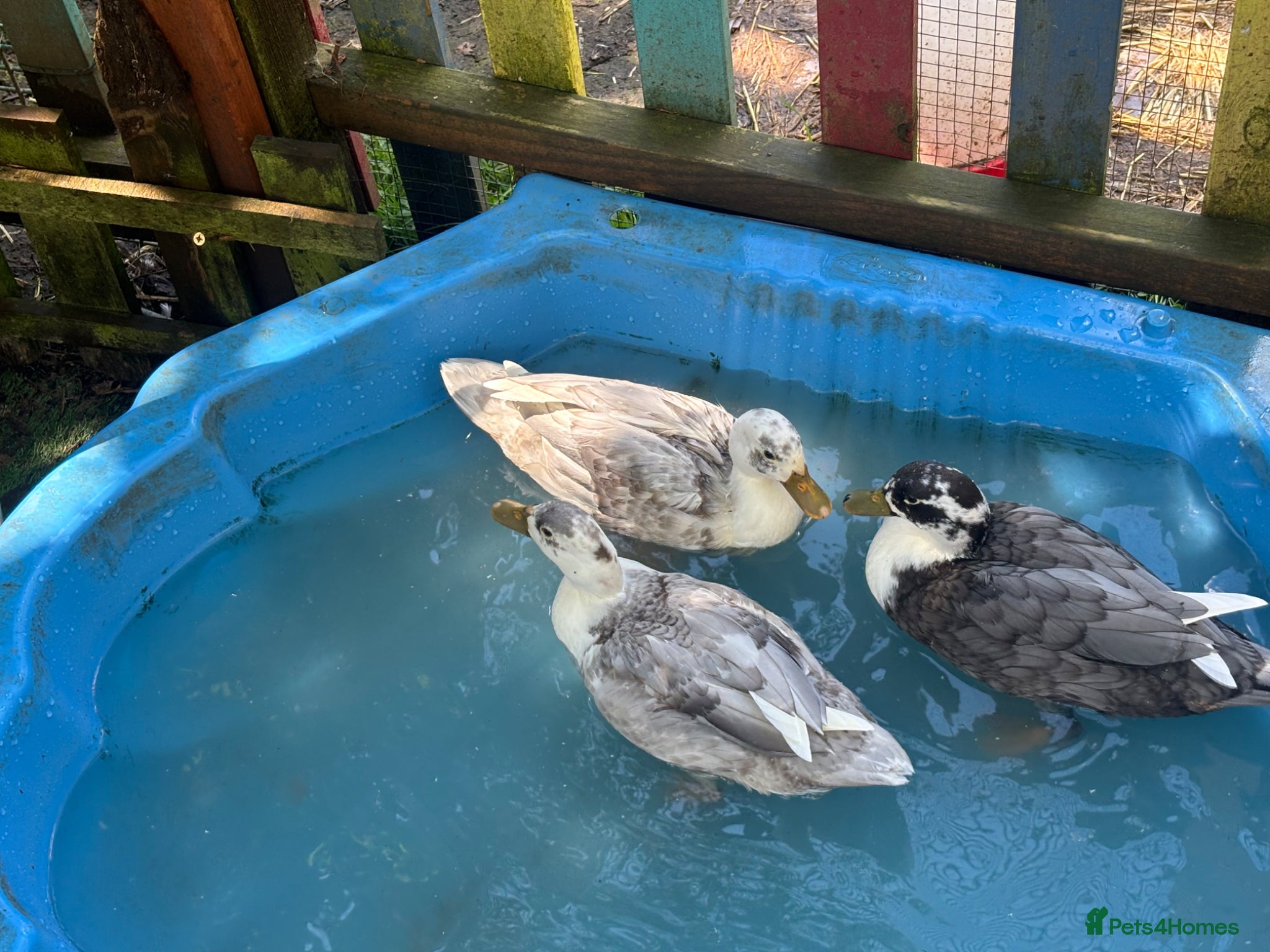 Ducks poultry for sale: Drake Call Ducks  - Advert 1