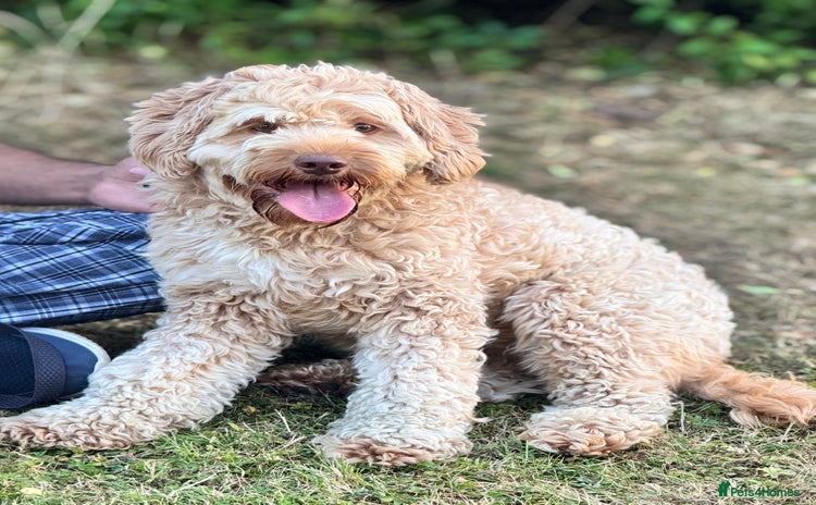 Cockapoo dogs - Advert 1