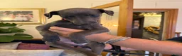 Whippet dogs for sale: Whippet puppies for sale - Advert 11